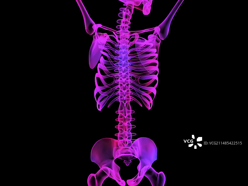 上半身骨骼计算机图图片素材