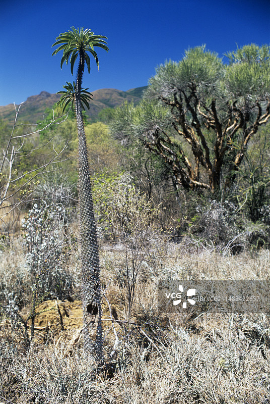 山坡树木图片素材