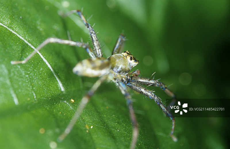 树叶上的蜘蛛图片素材
