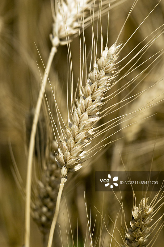四棱大麦图片素材