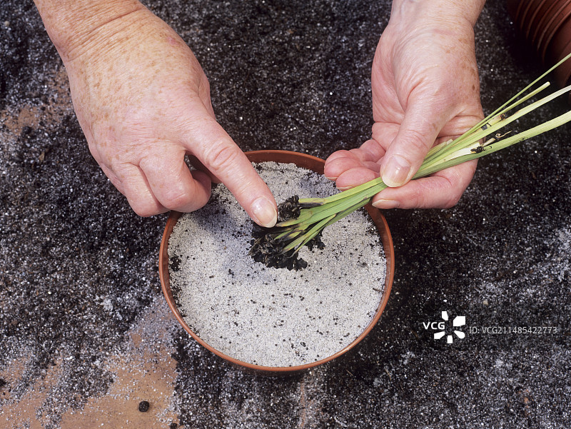 播种蓝眼草种子图片素材