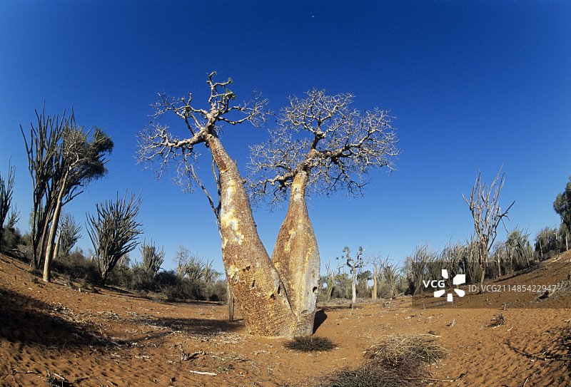 猴面包树图片素材