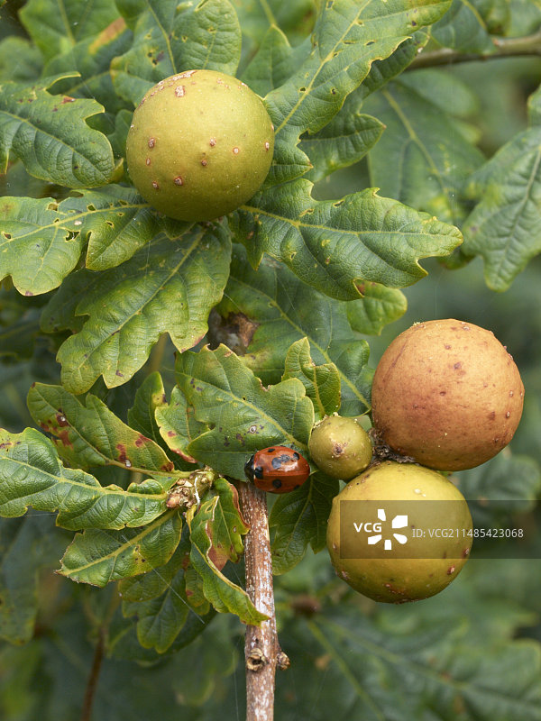 橡树瘿蜂瘿图片素材