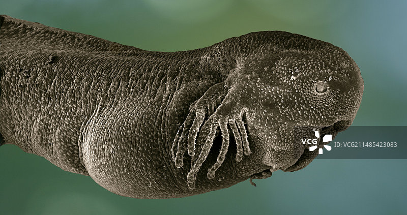 常见青蛙蝌蚪的头部图片素材