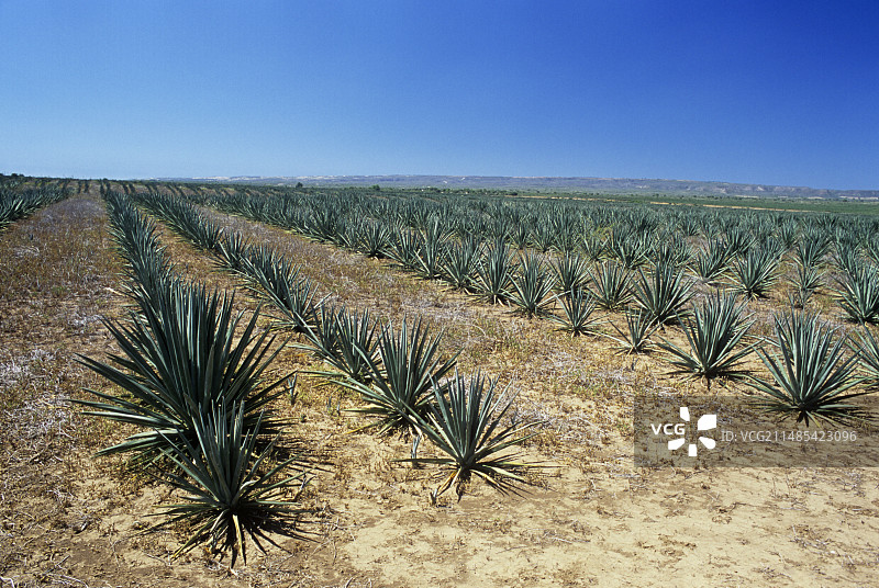 剑麻作物图片素材