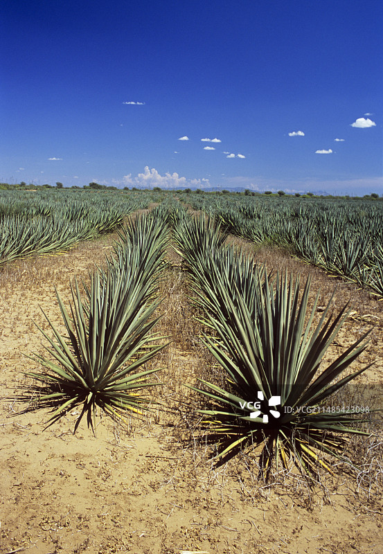 剑麻作物图片素材