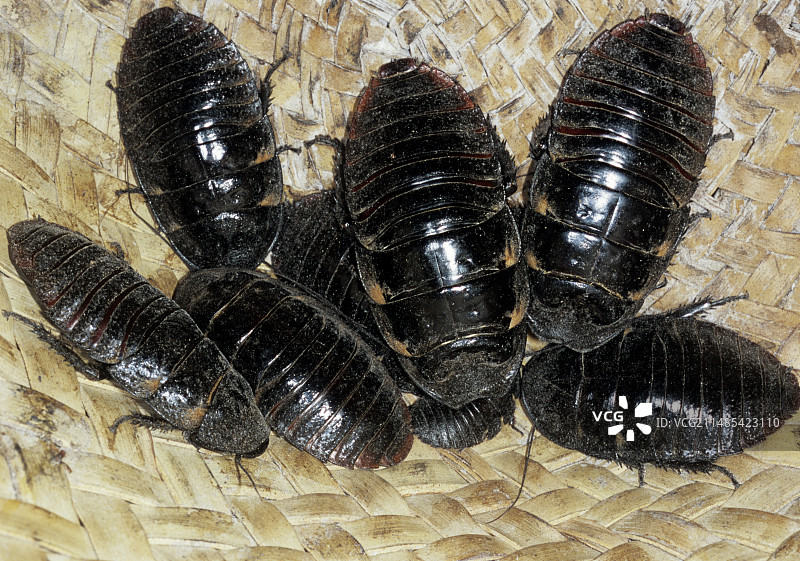 巨型嘶嘶叫的蟑螂图片素材