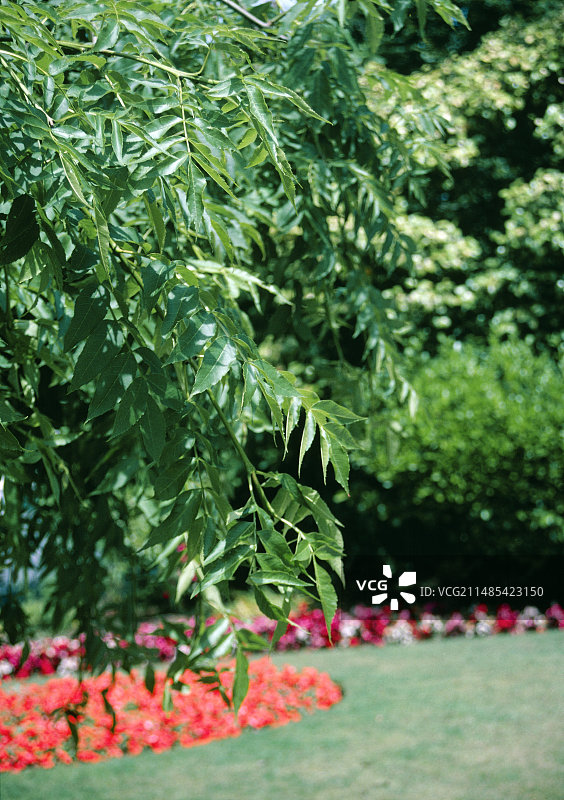 垂枝欧洲白蜡树图片素材