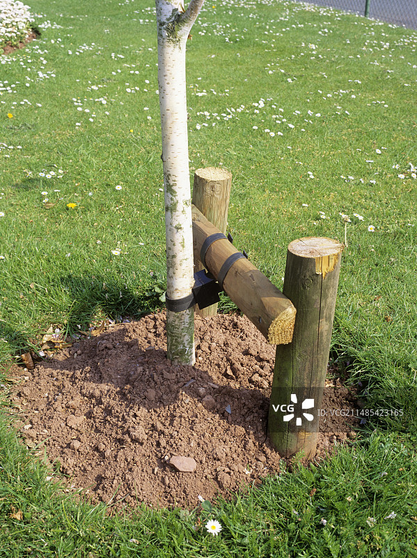 木桩支撑的树图片素材