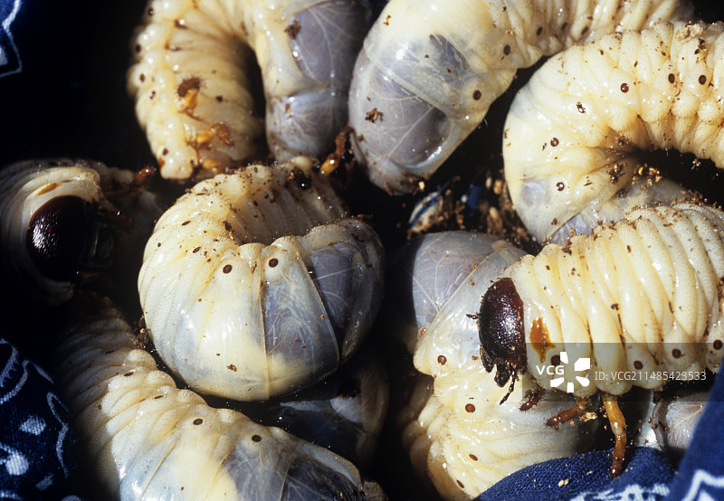 甲虫幼虫的巢穴图片素材