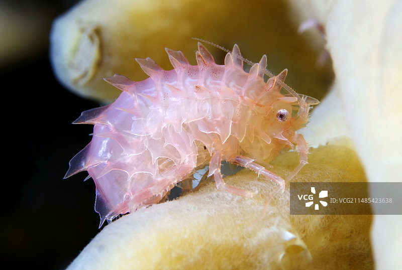 端足目甲壳动物图片素材