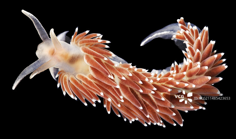 裸鳃亚目动物图片素材