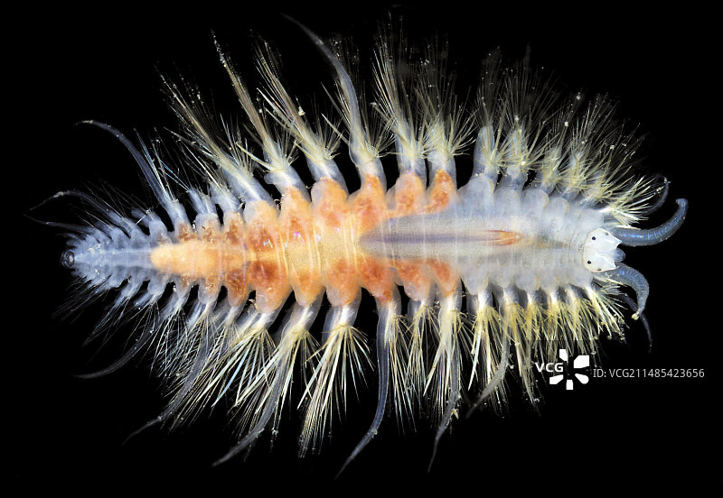 多毛纲海洋蠕虫图片素材