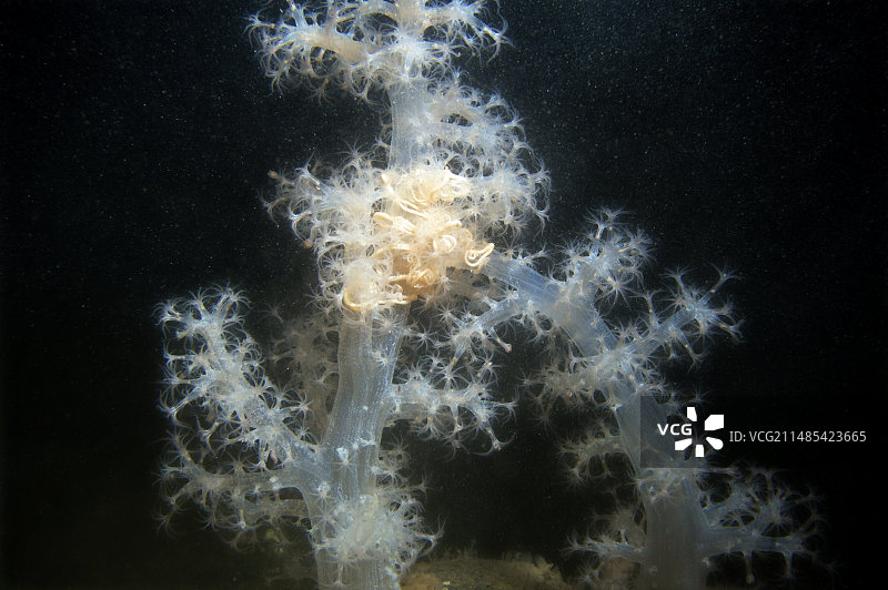 海星啃食珊瑚图片素材