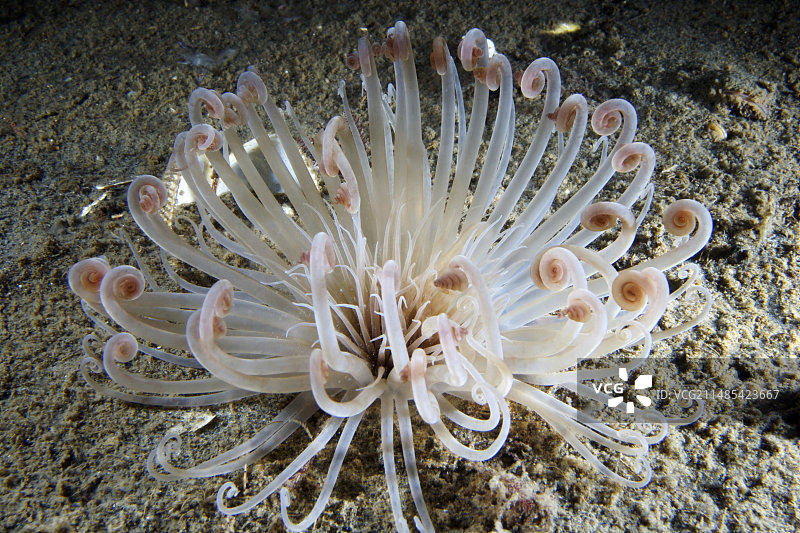 小圆柱海葵图片素材