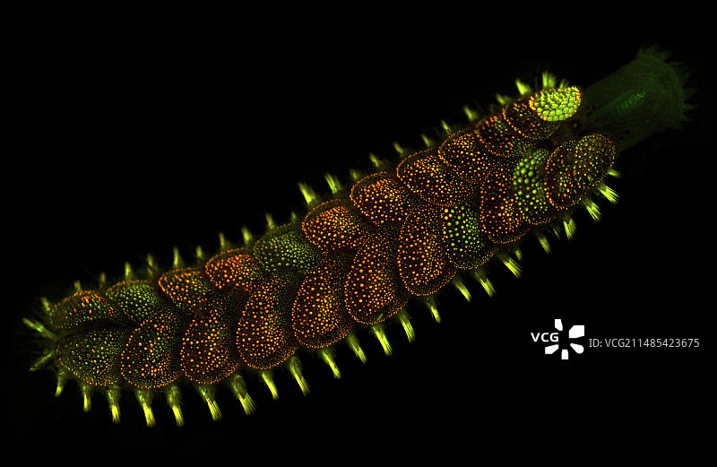 荧光海洋蠕虫图片素材