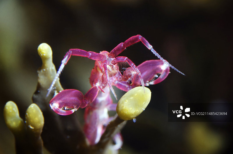 骨骼虾图片素材