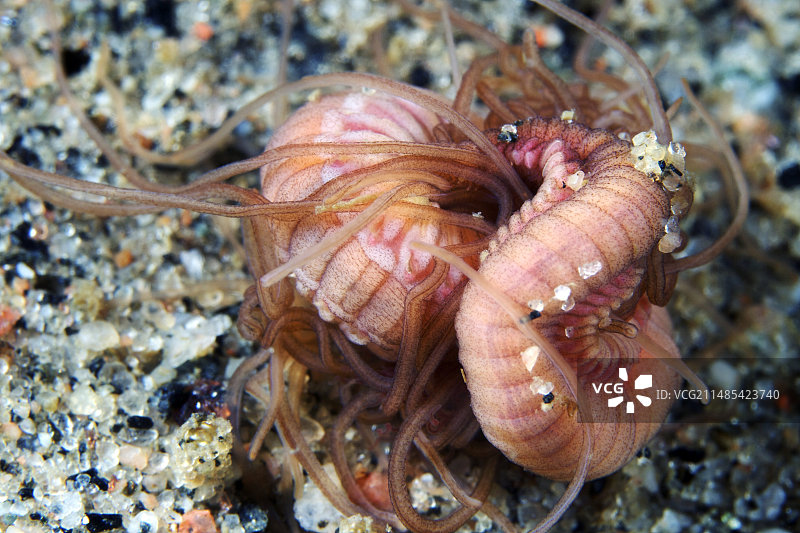 美丽女神虫图片素材