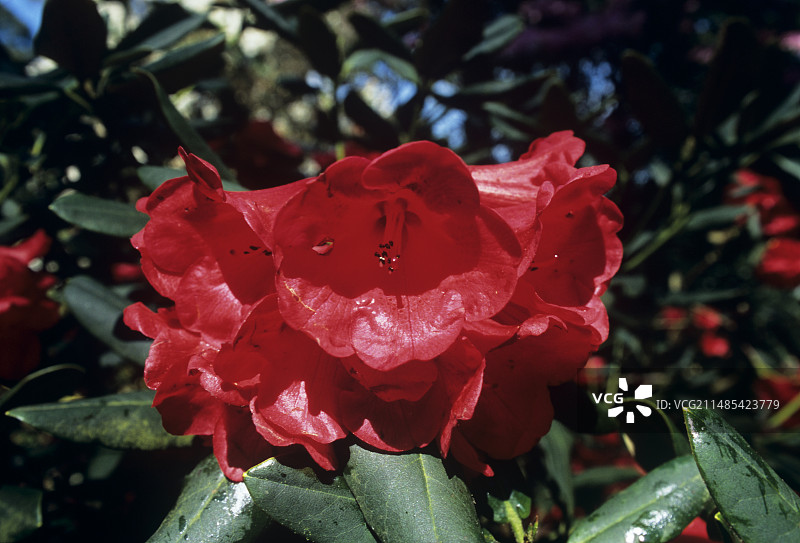 杜鹃花‘May Day’图片素材
