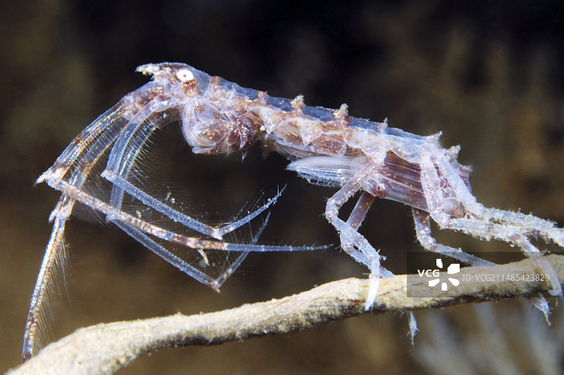 端足目甲壳动物图片素材