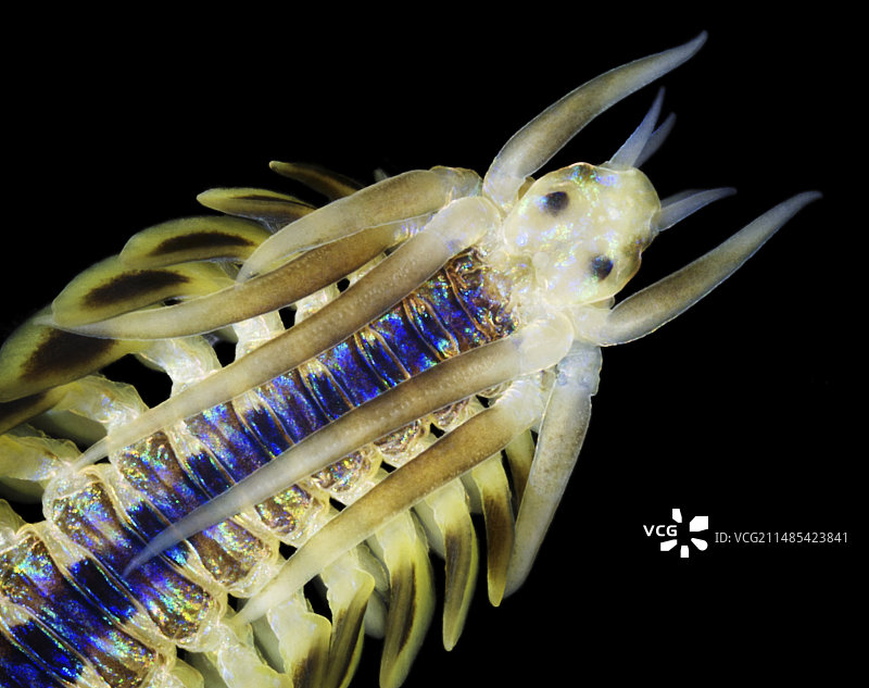 多毛纲海洋蠕虫图片素材