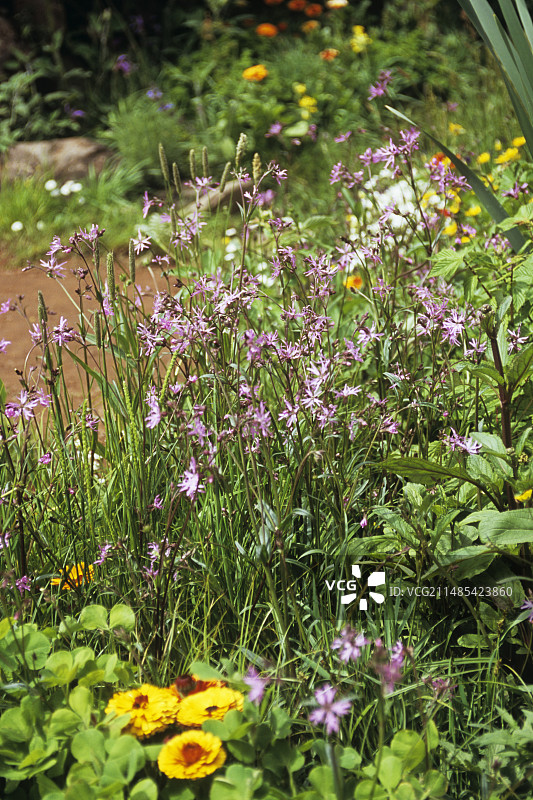 蝇子草图片素材