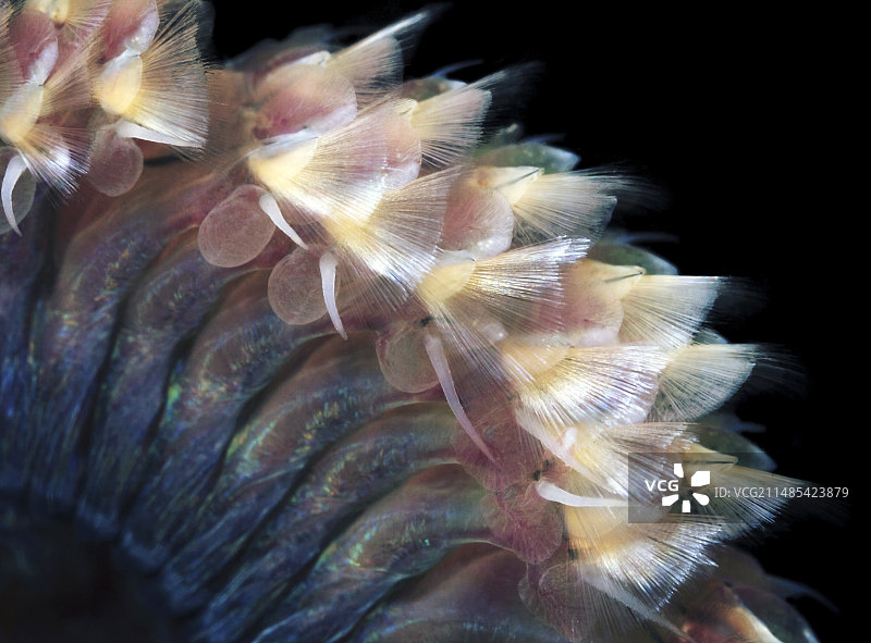 沙虫身体图片素材