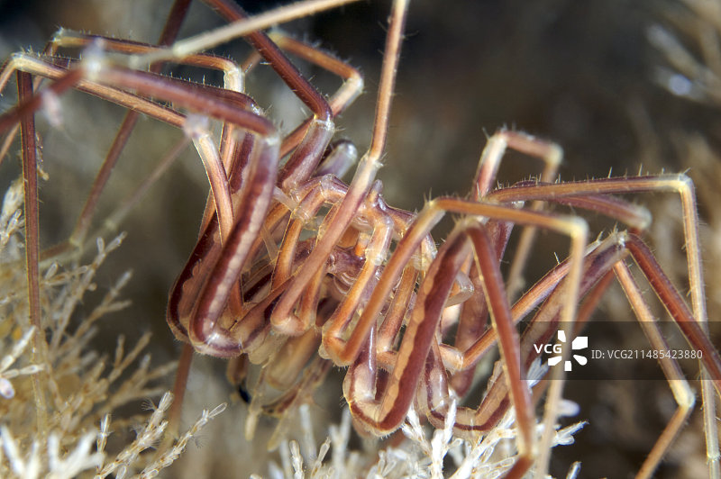 海蜘蛛交配图片素材