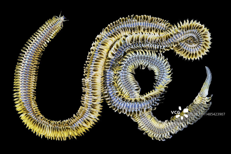 多毛纲海洋蠕虫图片素材