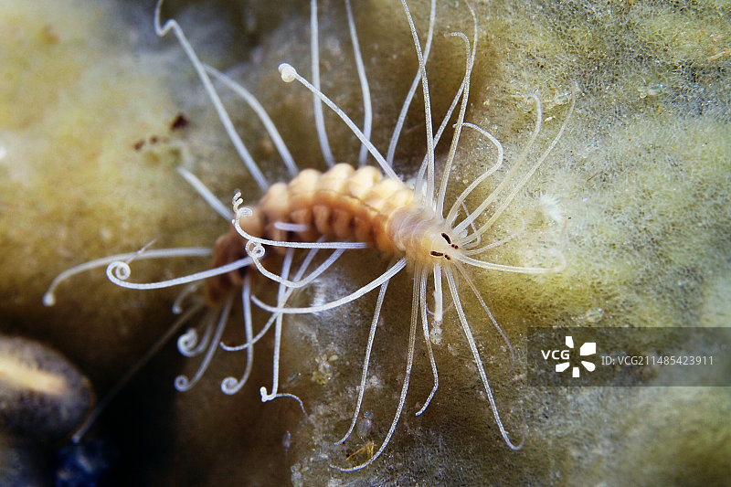 海绵上的多毛纲海洋蠕虫图片素材
