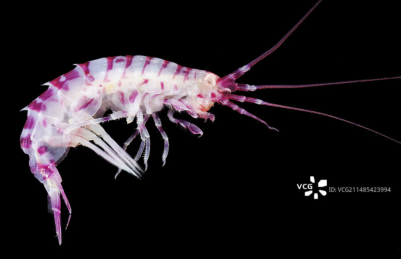 端足目甲壳动物图片素材