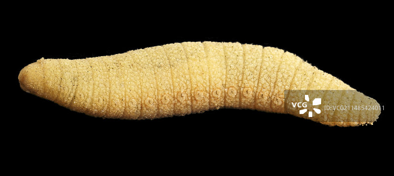 猪鬃蠕虫图片素材