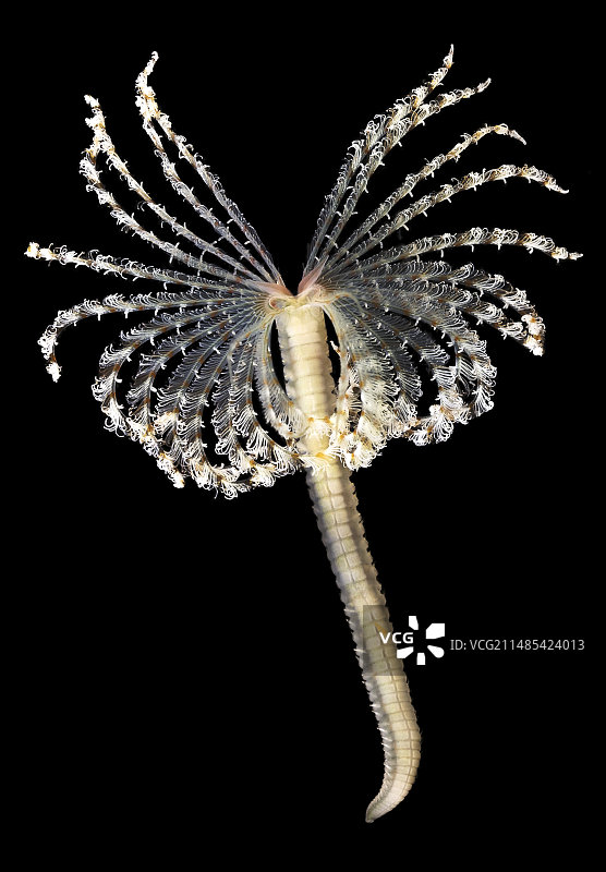 羽毛掸子蠕虫图片素材