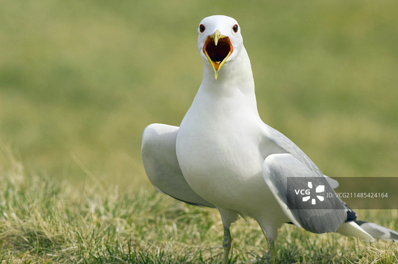 普通海鸥（Larus canus）图片素材