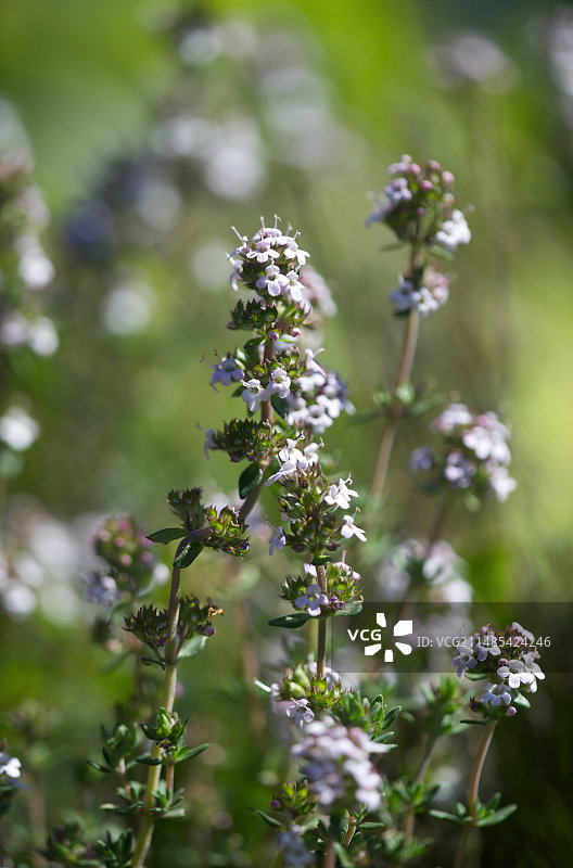 百里香（普通百里香）图片素材