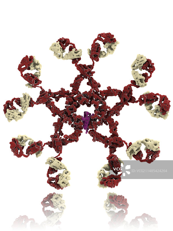 免疫球蛋白五聚体分子模型图片素材