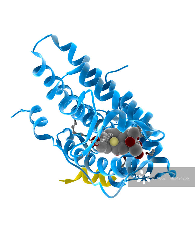 糖皮质激素受体分子模型图片素材
