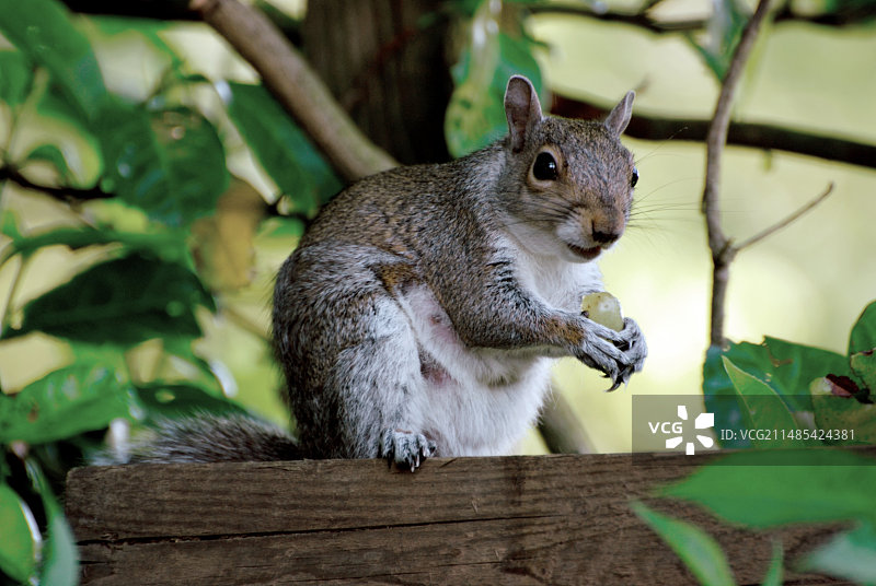 灰色的松鼠图片素材