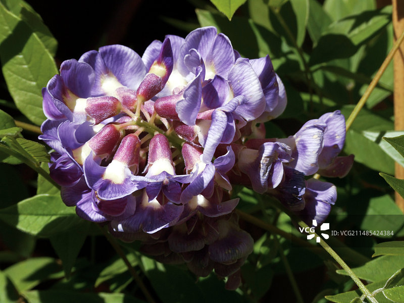 紫藤‘Amethyst Falls’图片素材