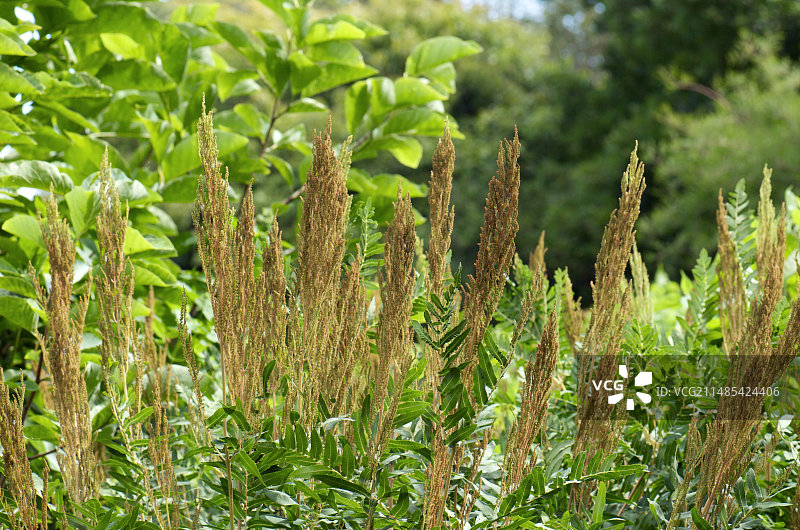 紫红色皇家蕨图片素材