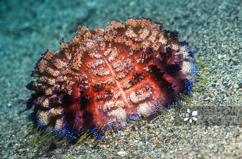 火焰海胆图片素材