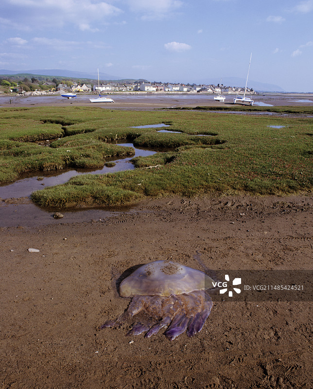 河口的放射性污染图片素材