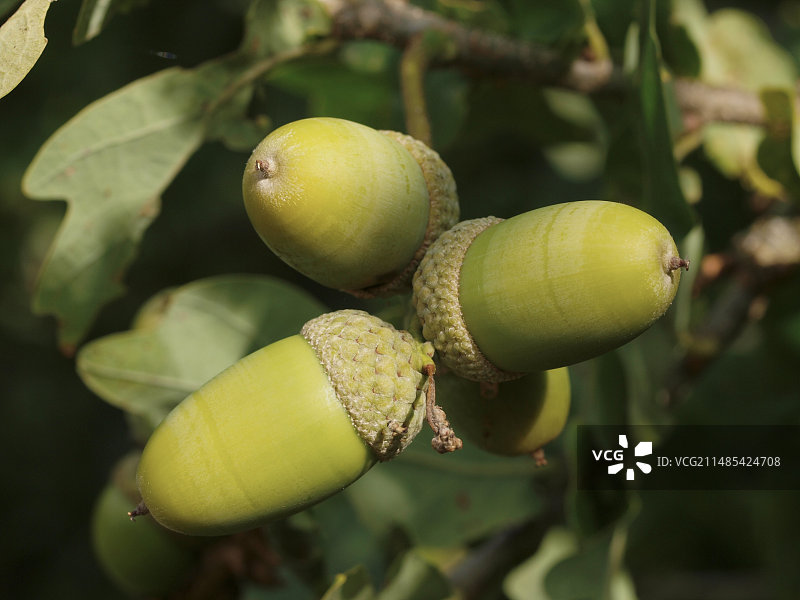 欧洲栎树的橡子图片素材