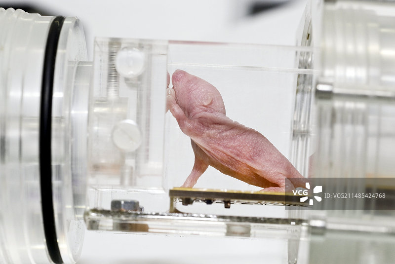 药物动物试验图片素材