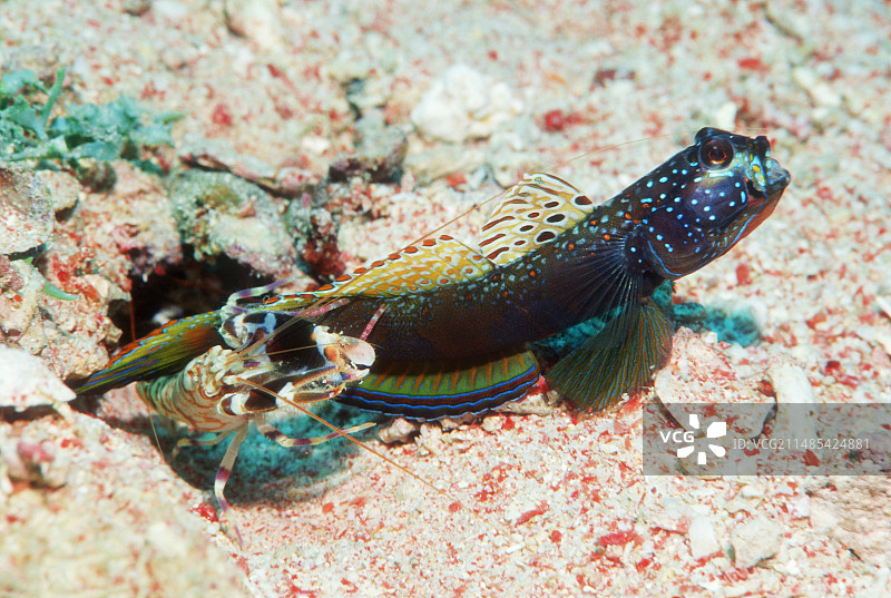 虾虎鱼与虾图片素材