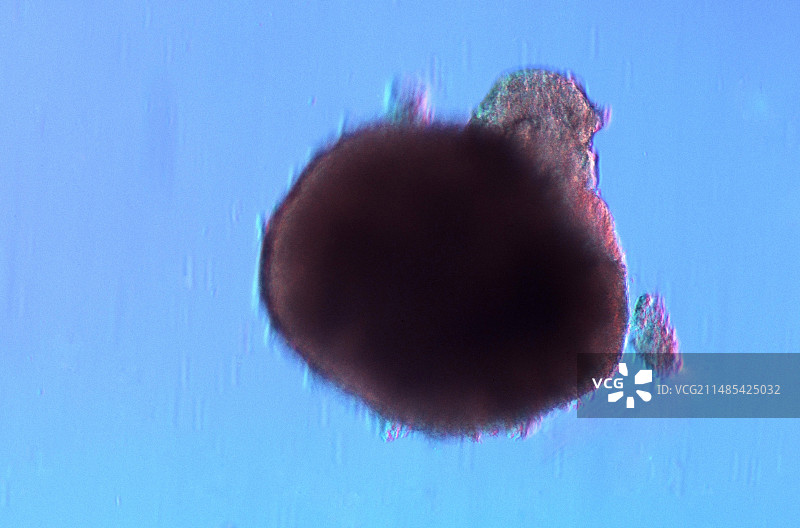 类胚体，光学显微照片图片素材