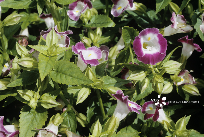 夏堇小丑玫瑰花图片素材