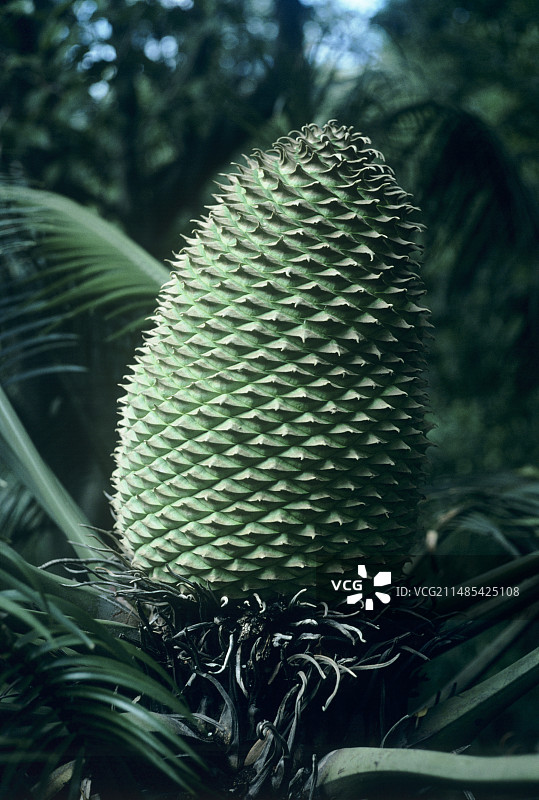 菠萝棕榈果图片素材