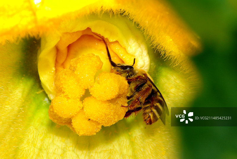蜜蜂在花上采食图片素材