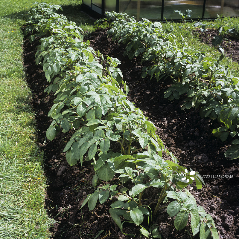 有机土豆植物图片素材